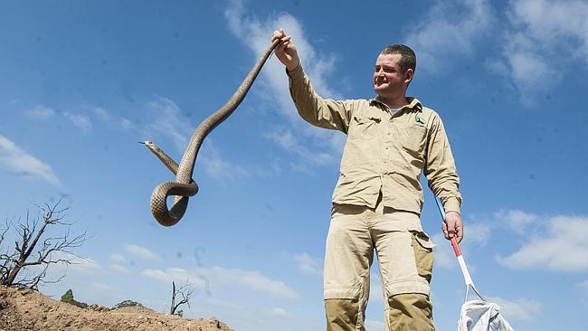 Snake Catcher Rob Ambrose with a 1.7m snake