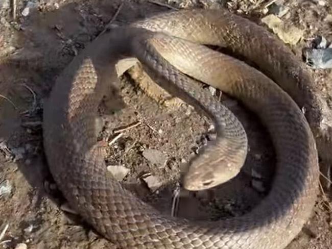 Brown snake with broken back found in Marino. Picture: Snake Catchers Adelaide