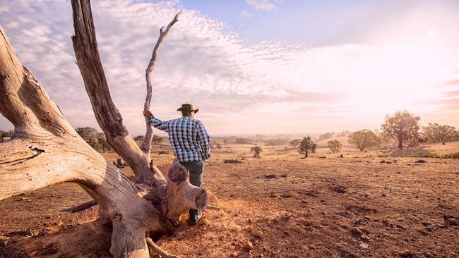 Senior farmer looking over the drought stricken land, during summer and fire season.