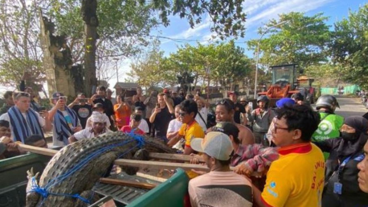 Shocked onlookers watched as the giant creature was carried into a truck. Picture: Facebook