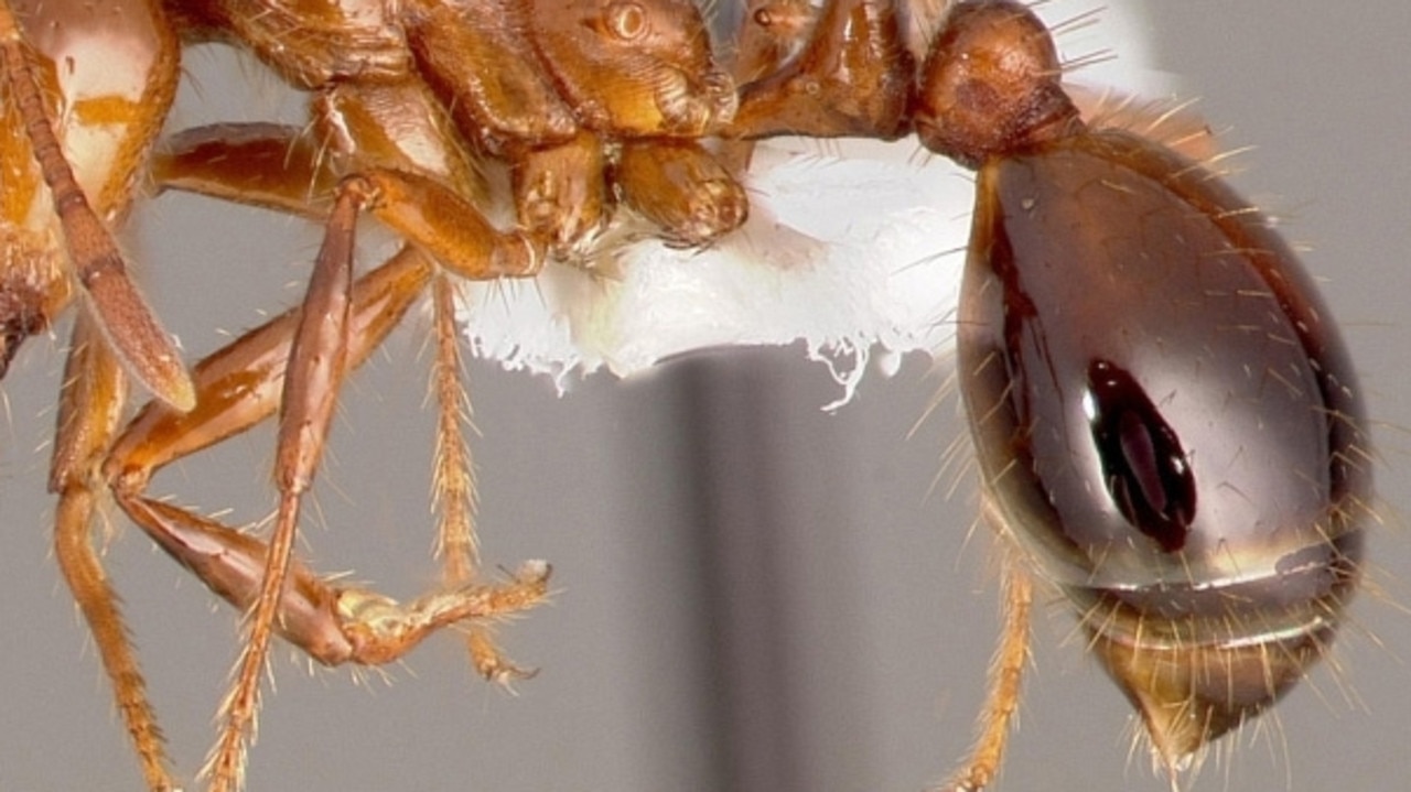 Conspiracy theories putting Qld’s fight against fire ants at risk