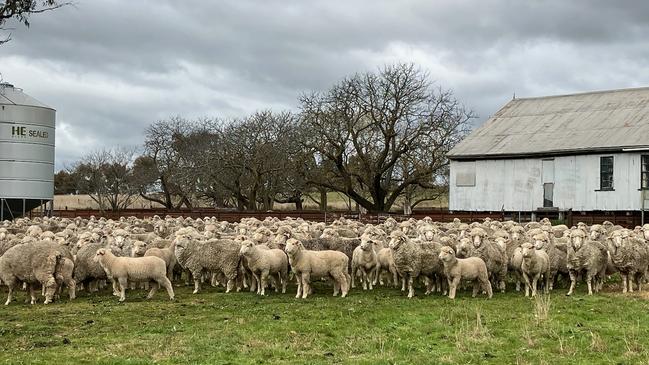 The Wallace family’s Willawong aggregation can carry 40,000 dry sheep equivalent.