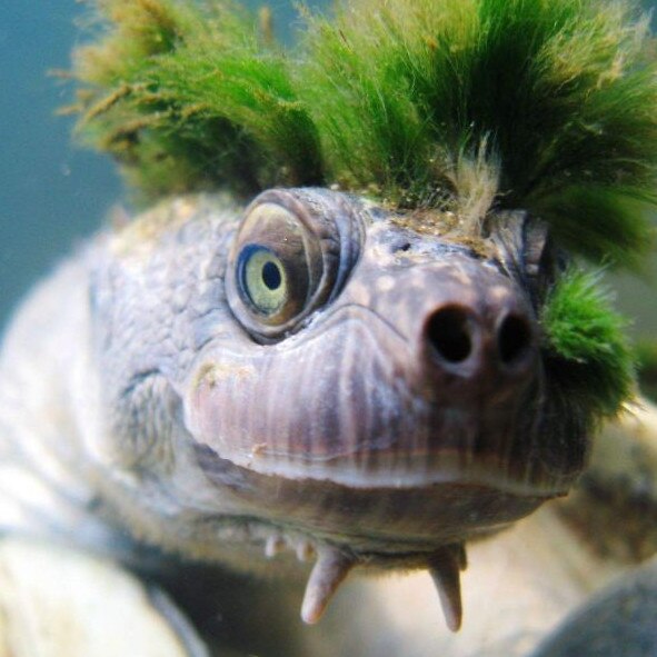 This threatened Mary River turtle has a punk following. The review of the Mary Basin water plan will look into the water needs of iconic threatened species of the plan area including Mary River turtles, Mary River cod and the Australian lungfish to ensure management strategies are developed using the latest science and ecological knowledge.