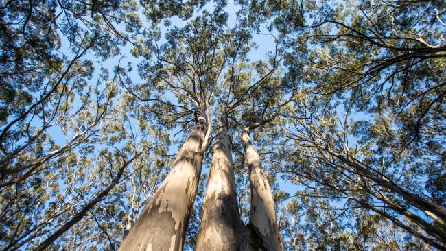 57/71Boranup Karri Forest, Margaret River - Western Australia
Towering groves of karri trees that reach over 60m in the sky, with a forest floor dotted with wildflowers, make this forest the perfect destination on any Margaret River scenic drive. Picture: Tourism Western Australia