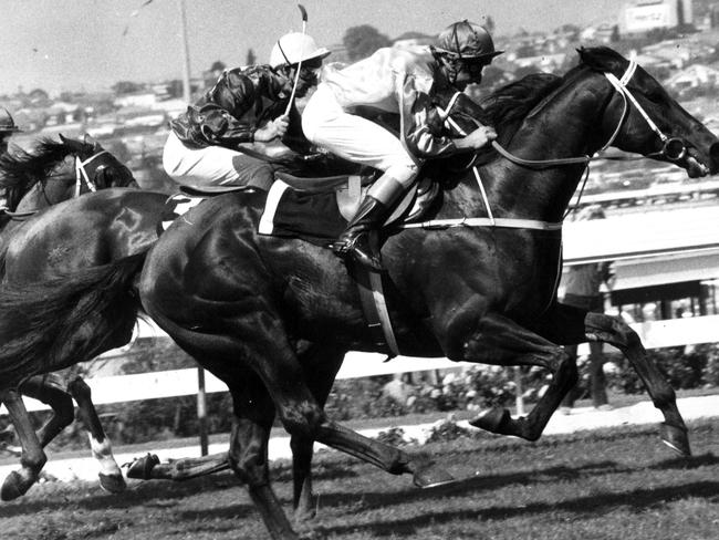 The greatest … Kingston Town (ridden by Ron Quinton) wins the 1981 Cox Plate.