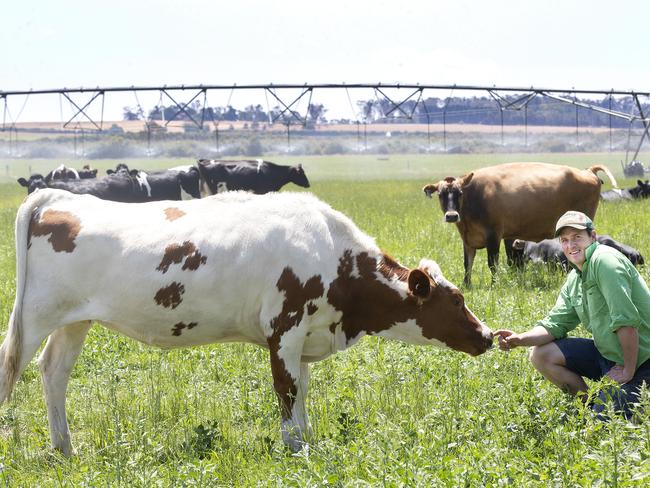 James Greenacre of Rosemount Dairy with an Aussie Red heifer at Cressy. PICTURE CHRIS KIDD