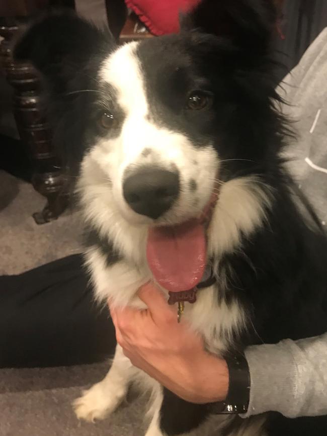 Day of Dogs 2018: Ruby the Border Collie from Geelong.