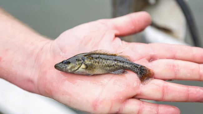 Victoria’s Environmental Water Holder is putting water sales revenue into building fishways for natives - such as this young Murray Cod.