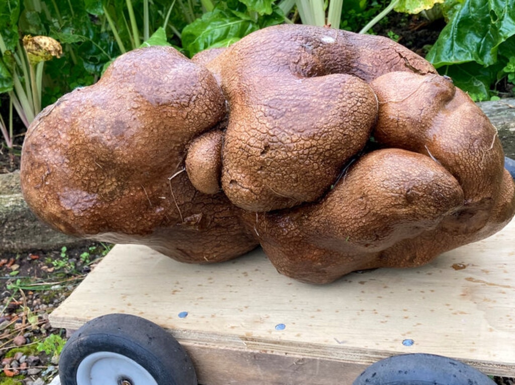 Giant potato found in New Zealand found not to be a potato afterall