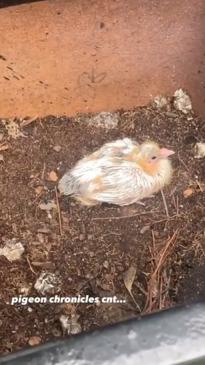 Aussie woman's rare 'yucky bird' balcony find