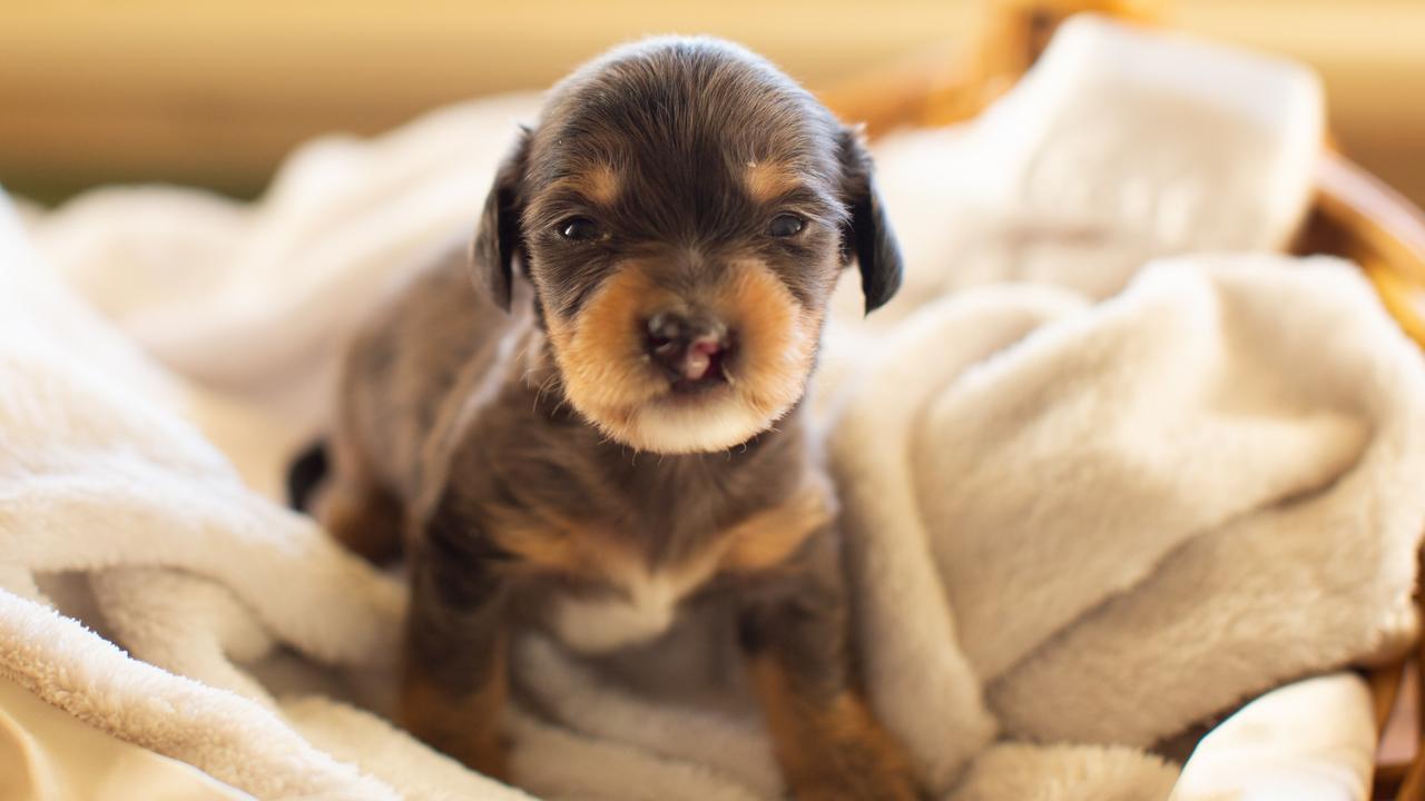 can a puppy with cleft palate survive