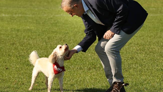 New Australian PM Anthony Albanese with his dog Toto, after exiting isolation from Covid. Picture: Liam Kidston.