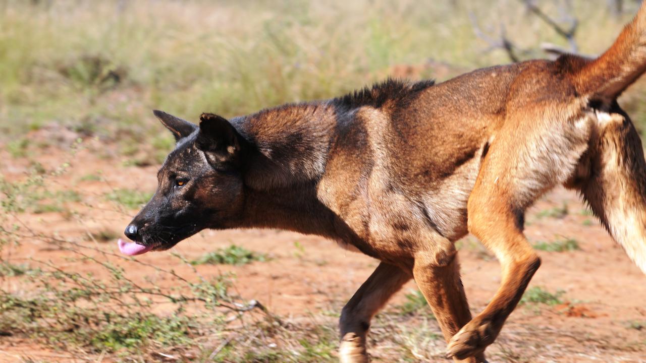 It's a Dog-Eat-Cat World: Could Dingoes be used to control