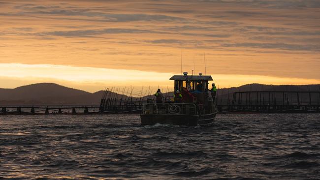 Huon Aquaculture Group Limited. Supplied for TasWeekend story.