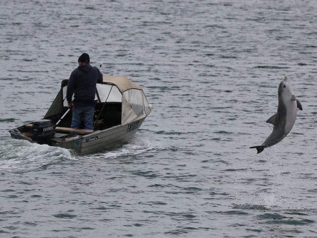 Toxic soup: Fifth Port River dolphin dead