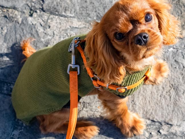 Winter fashion trend that could hurt your dog