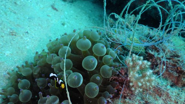 Pollution at a dive site off the Sunshine Coast. Photos: Karen Anderson/Supplied