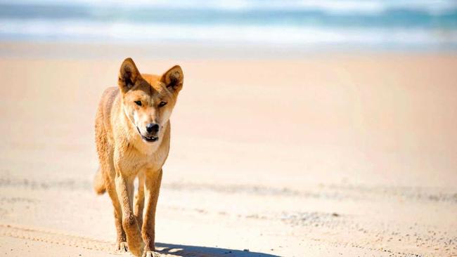 One of the well renowned dingoes of Fraser Island. Photo Lauren Bath/Tourism and Events Queensland. Picture: LAUREN BATH