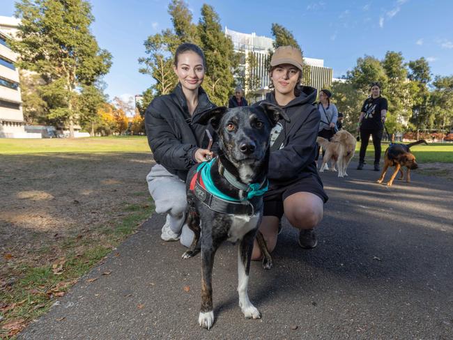 RSPCA SA's Million Paws Walk in Adelaide on May 25, 2025. Picture: Ben Clark