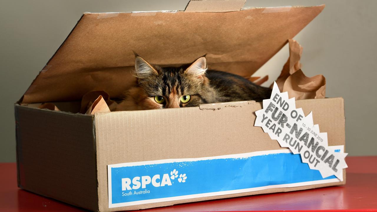 RSPCA cat adoption fees waived until end of June, as 250 need a home