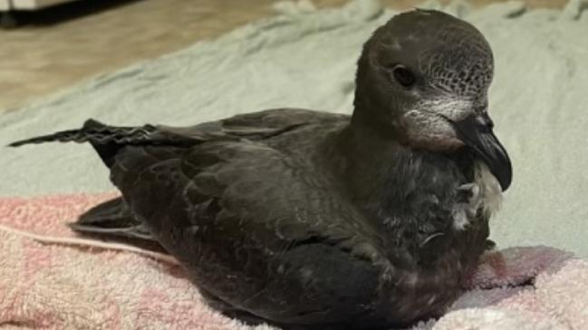 Bonorong Wildlife Sanctuary rescued this Providence petrel from a cruise ship docked in Hobart. Picture: Petra Harris.