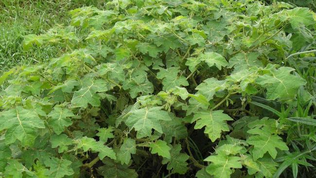 Clarence Valley Council has been awarded funding to tackle persistent weeds invading areas that were severely affected by last summer's bushfires, including the invasive tropical soda apple.