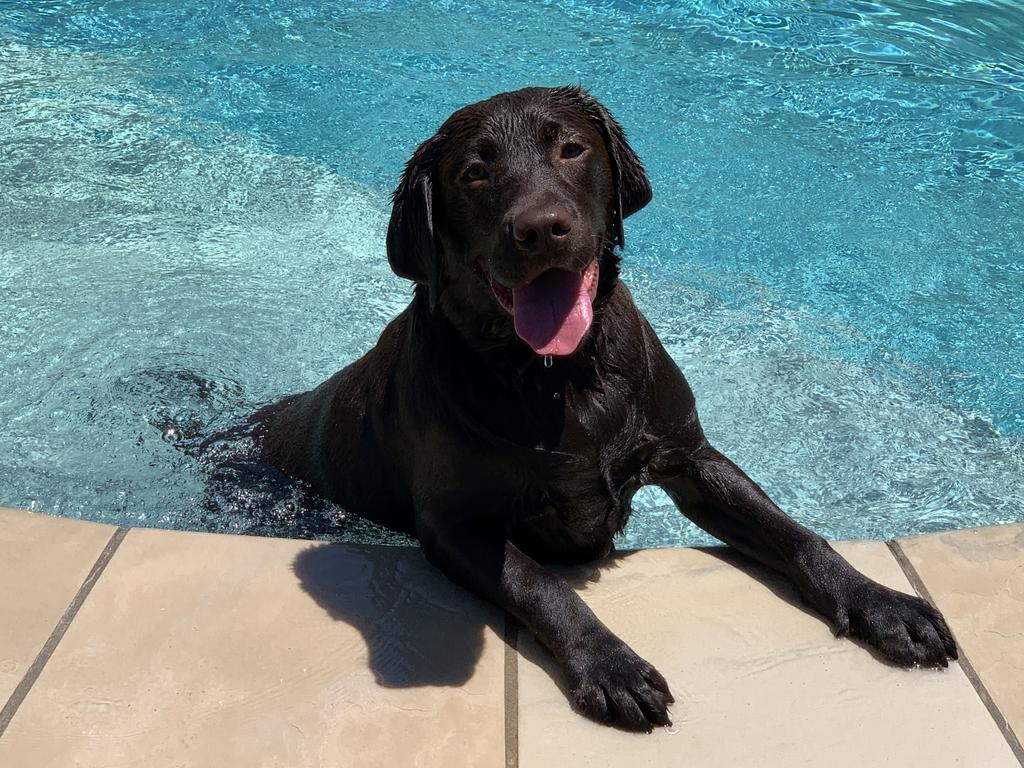 Kira Dougherty – Kira, a beautiful chocolate Labrador who strives to be part of every aspect of our family’s lives.rnrnSuper loving personality and surprise surprise has a small addiction to water.