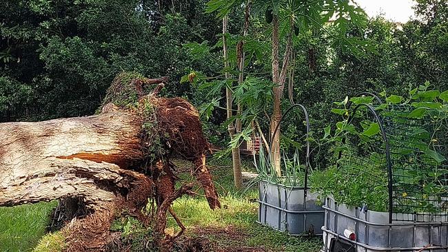 Trees were blown down in thunderstorms that ravaged Northern NSW on Boxing Day. Picture: Larisa Barnes