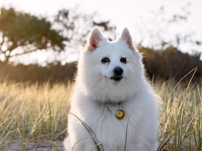 Peta Paddison’s old boy Bodhi has been by her and her daughter’s side for the past 11 years and he is loyal and loving.