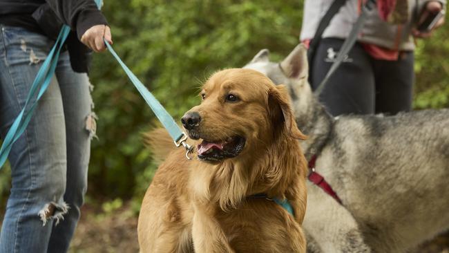 Million Paws Walk in the Adelaide Botanic Gardens, Sunday, May 28, 2023. Picture: Matt Loxton