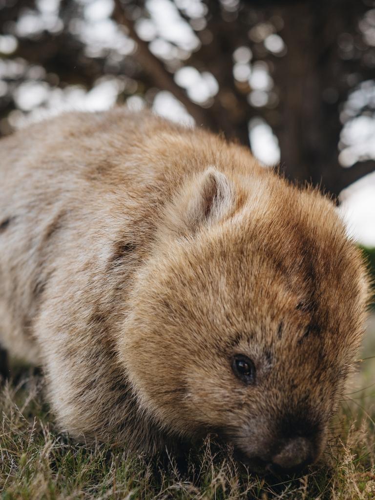 Rare blonde wombats roam Maria Island. Picture: Supplied