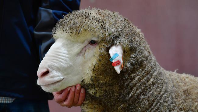 Phil Jones from Bruce Rock WA showed this Poll Merino ram. Picture: Zoe Phillips