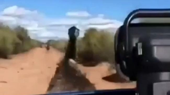 It’s thought up to five emus were targeted. Picture: Channel 7