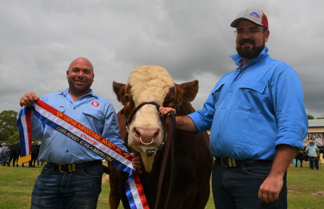 Marty Rowlands from KBV Simmental Stud and Stephen Lean with KBV Penfold a.k.a Penny, the Grand Champion European Bull at the 71st annual Cooyar Show. Picture: Kate McCormack