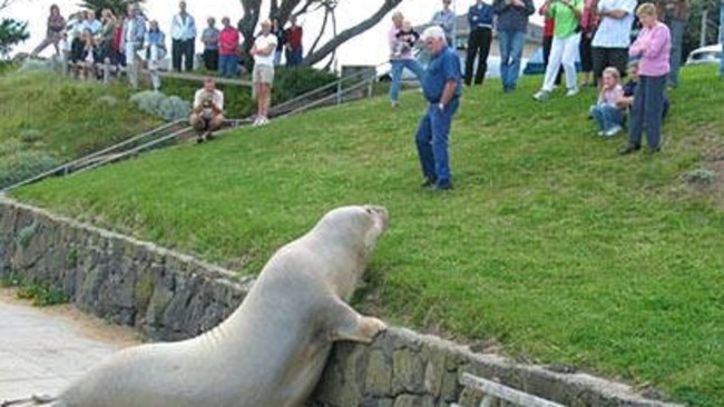 Geelong flashback: Henry the seal felt right at home in Geelong and on  Bellarine Peninsula | Geelong Advertiser