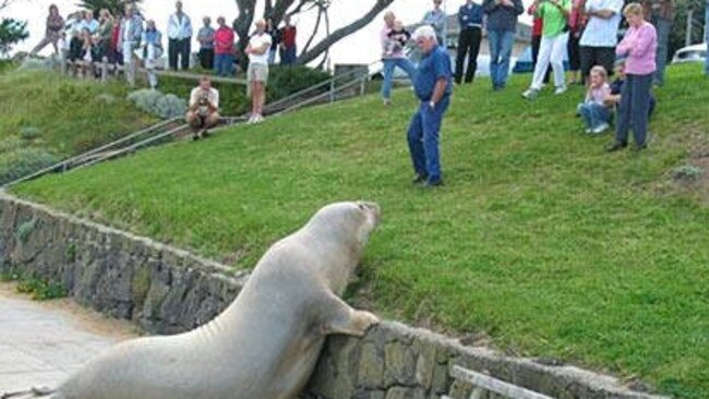 Henry the seal at Point Lonsdale in 2005. Picture: Colin Stuckey