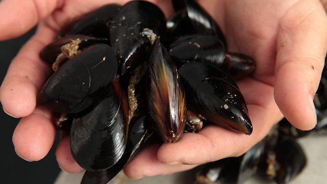 Scientists find surgery, cancer use for mussels | news.com.au ...