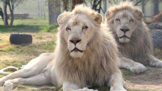 The white lions at Mansfield Zoo.