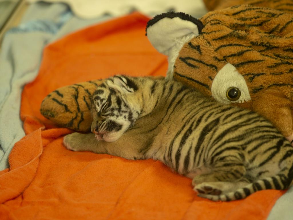 Dreamworld's two tiger cubs, born to Adira at Tiger Island. Picture: Patrick Martin-Vegue, Tiger Island Manager