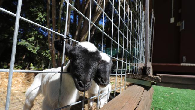 Lambs at new venture The Barn. Picture: Glenn Hampson.