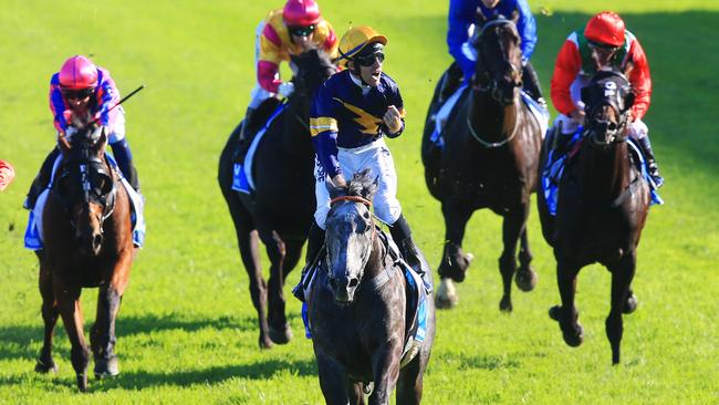 Flying grey Chautauqua won four Group 1 sprints last season, including back-to-back victories in the TJ Smith Stakes at The Championships. Picture: Jenny Evans