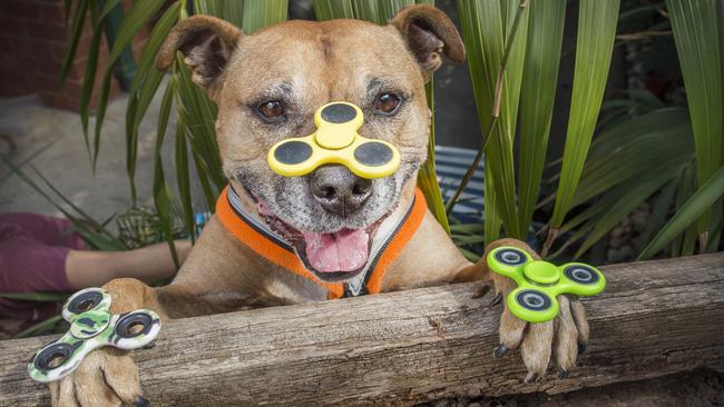 Fidget spinning sensation, Axle. Picture: Rob Leeson