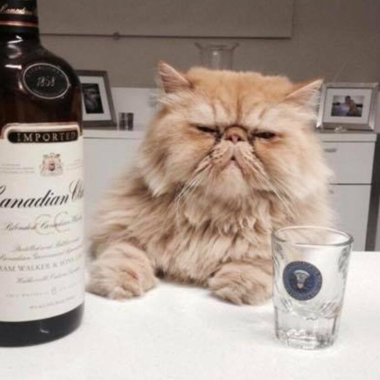 Leonardo Di Catrio enjoys a drink. Picture: Karin Hemberg. Coolest Cat photo competition. Quest Community News and Courier Mail SEA