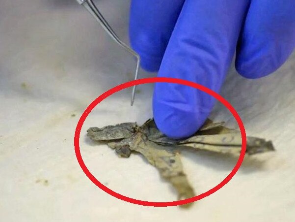 The discovery made by differs.