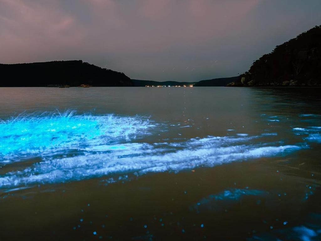Sydney beach lit by bioluminescence in big sign of change | news.com.au ...