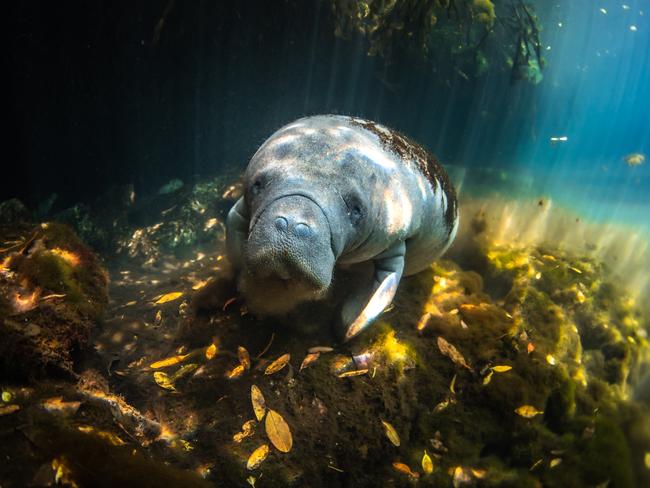 A young manatee feeds at the bottom of a shallow lagoon in Mexico. Boat traffic, deforestation, and pollution all threaten manatees and their habitats. Picture: Valentina Cucchiara