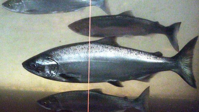 <s1>A Chinook salmon, second from the bottom, swims in the Columbia River with sockeye salmon at the Bonneville Dam fish-counting window near North Bonneville, Washington. The Columbia-Snake River Irrigators Association is calling the costs of saving imperilled salmon in the largest river system in the Pacific Northwest unsustainable and is turning to the Trump administration to sidestep endangered species laws</s1>. <source>Picture: RICK BOWMER</source>                                             <source/>