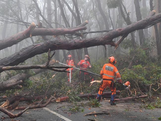 Going ... SES volunteer Warren Hicks chainsaws a large tree that fell on to powerlines on Charlick Road at Crafers West. Picture: Mark Brake