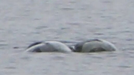 Chie Jolly has 'spotted' strange creature in Loch Ness in August 2023. Picture: Peter Jolly/Northpix