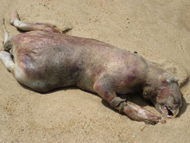 Creature Feature. Have you seen this animal washed up on your local beach?